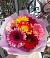Букет цветов из: Герберы в Красной горе